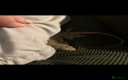 Bearded Dragon reptiles for sale: Beautiful Bearded Dragon - Image 5