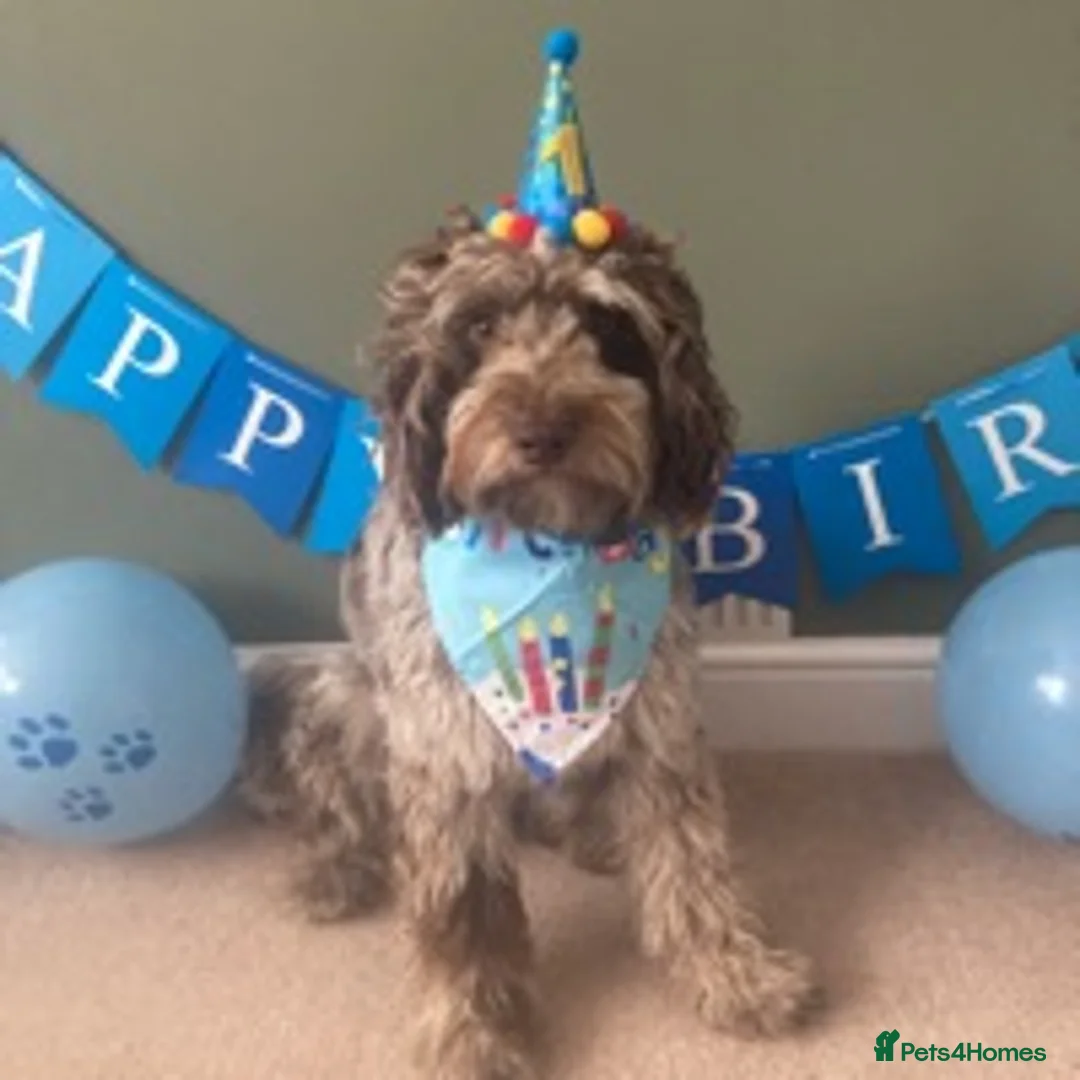 Cockapoo dogs for stud: f1 Merle cockapoo for stud in Nottingham - Advert 5