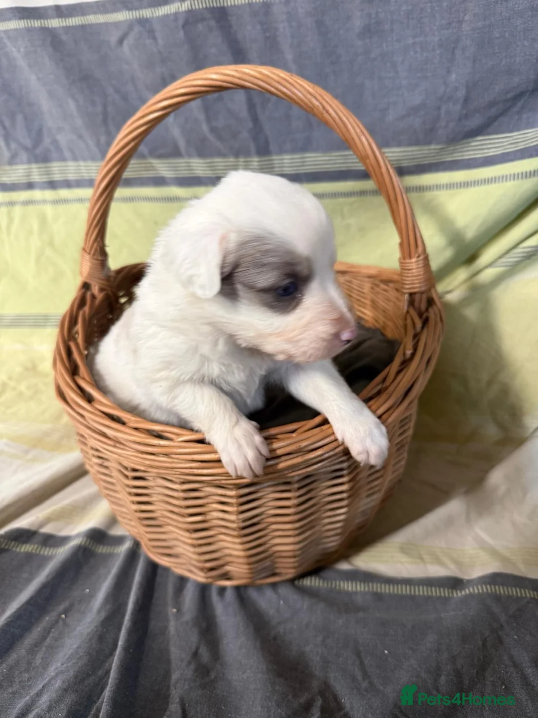 Border Collie dogs for sale: Red Merle and red- black and white border collies - Advert 8