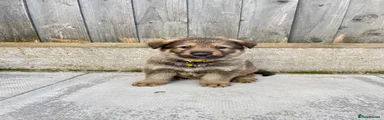 German Shepherd Puppy 1 yellow collar