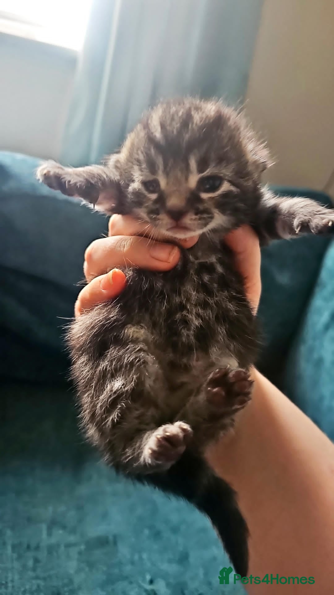 Domestic Shorthair cats for sale: Tabby and white kitten - Advert 3