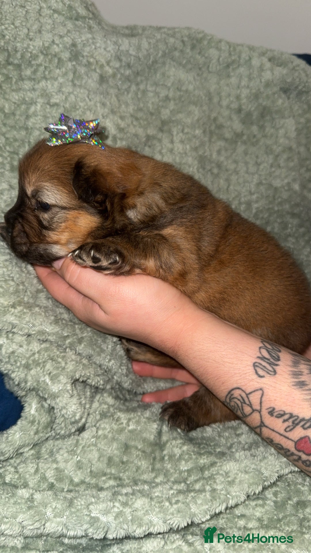 Chow Chow dogs for sale: Chow chow puppies  - Advert 13