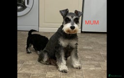 Miniature Schnauzer dogs for sale: BLACK AND SILVER PUPPIES EXCEPTIONAL PEDIGREE - Image 4