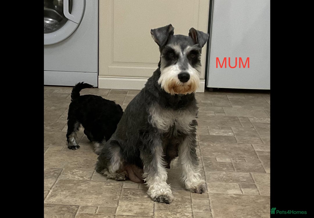 Miniature Schnauzer dogs for sale: BLACK AND SILVER PUPPIES EXCEPTIONAL PEDIGREE - Image 4