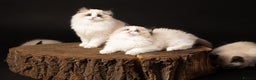 Ragdoll cats for sale: Champion Lines - Ragdoll Kittens - Advert 24