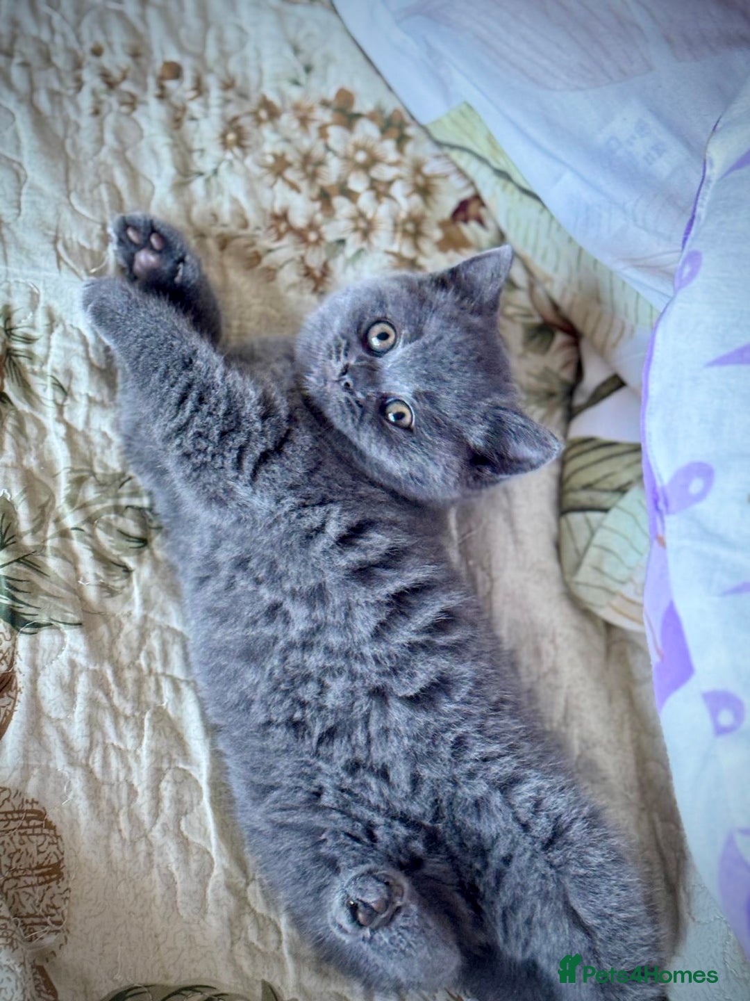 British Shorthair cats for sale: British Shorthair Kitten - Advert 10