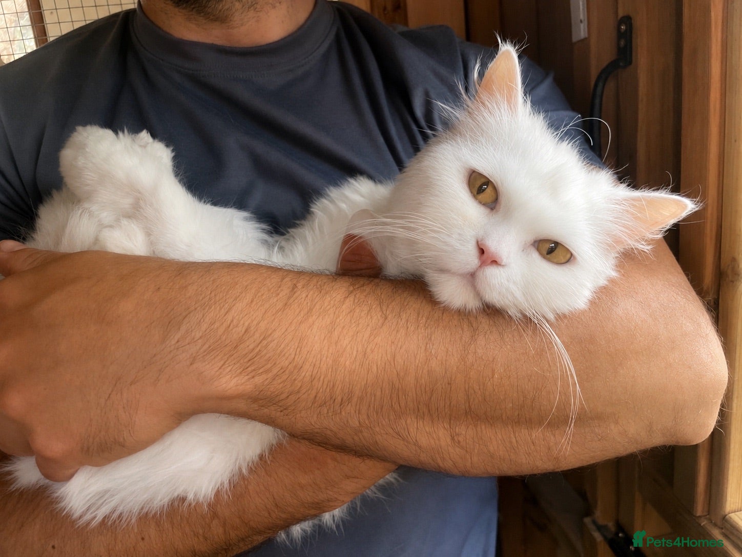 Persian cats 8 month old, Female, White Persian  - Advert 6