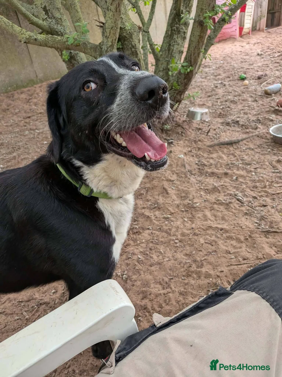 Mixed Breed dogs for adoption: Meet Chase, currently residing in Cheshire  - Advert 6