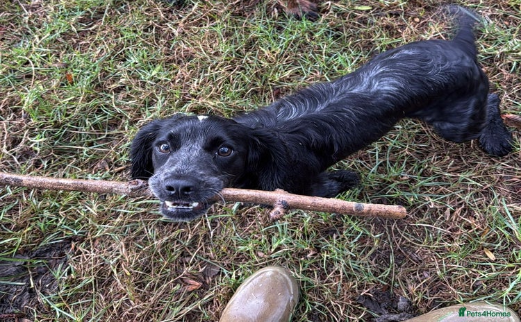 Cocker Spaniel dogs Beautiful cocker spaniel girl - Advert 2