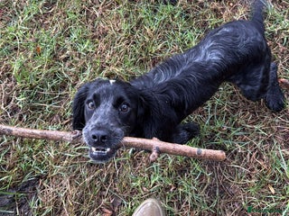 Cocker Spaniel dogs Beautiful cocker spaniel girl - Advert 2