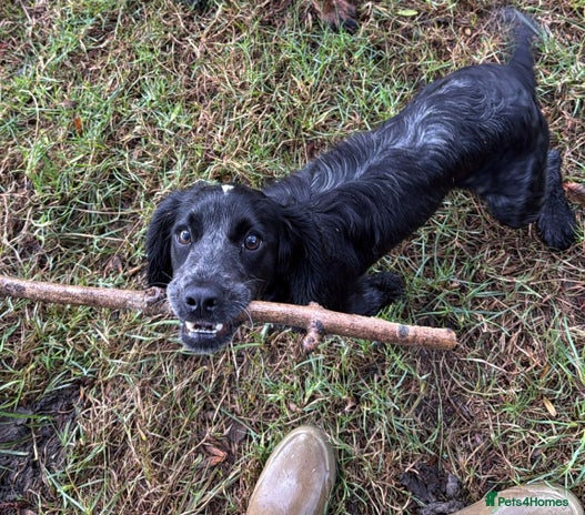 Cocker Spaniel dogs Beautiful cocker spaniel girl - Advert 2