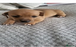 Mixed Breed dogs for sale: 1 Jack Russell x mini dashound puppies £800 - Image 7
