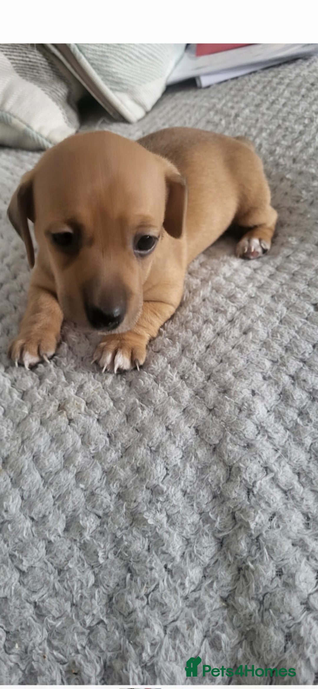 Mixed Breed dogs for sale: 1 Jack Russell x mini dashound puppies £800 - Image 7