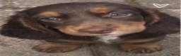 Dachshund dogs for sale: beautiful dachshund  in Chatham - Advert 4