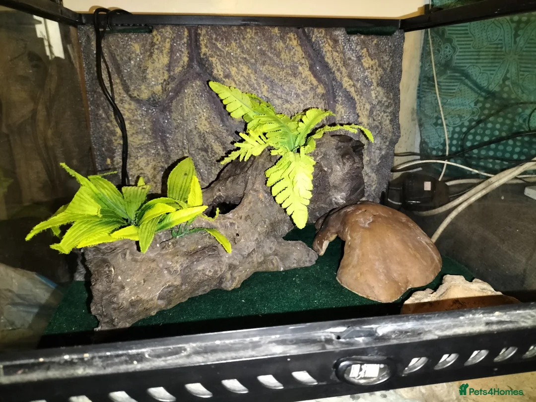 Leopard Gecko reptiles for sale: Leopard Gecko - Advert 6