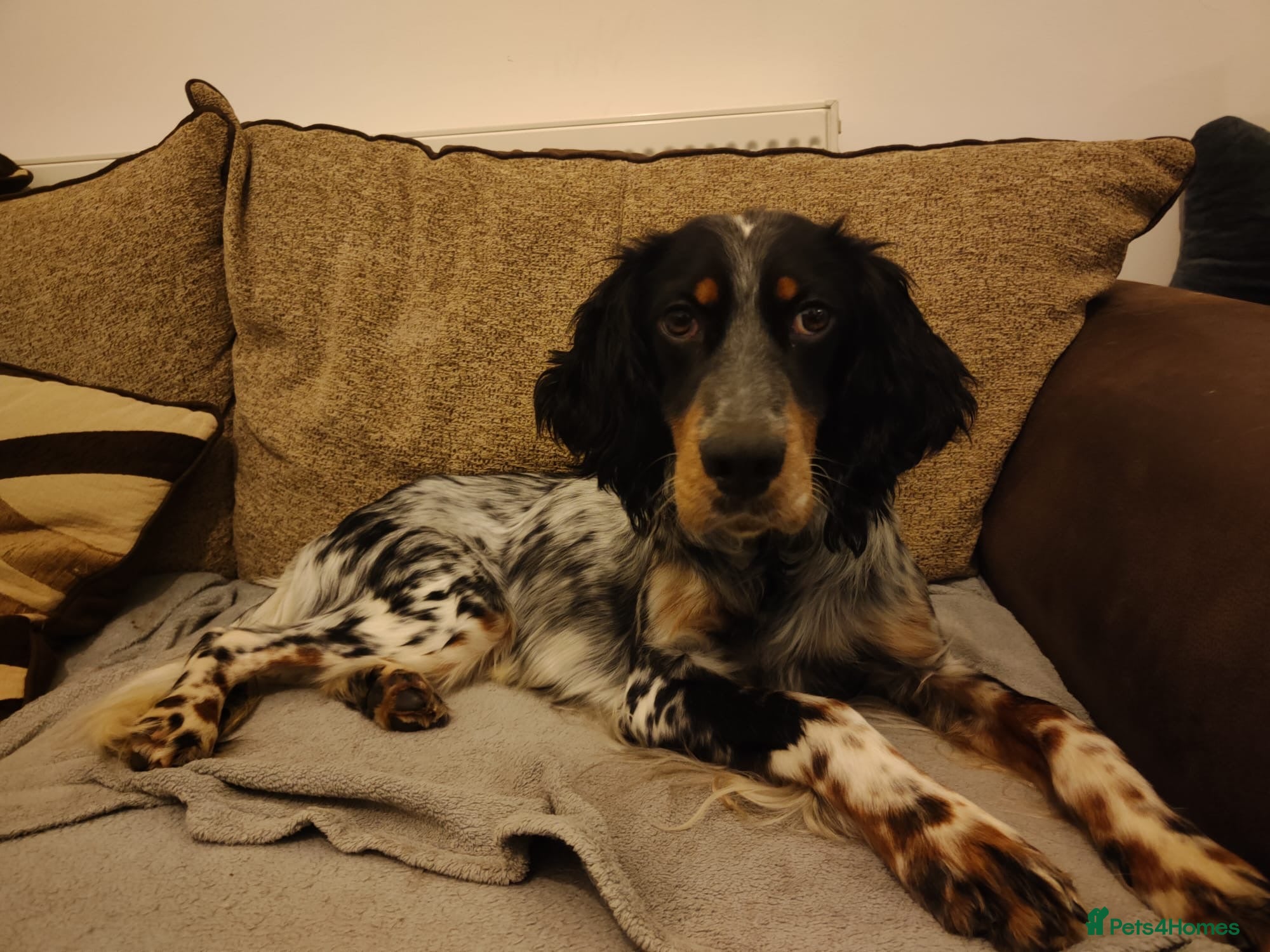 English Setter dogs Olaf  - Advert 10