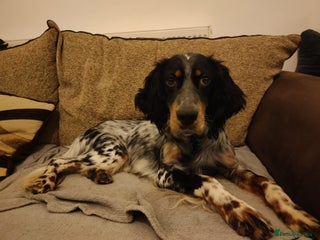 English Setter dogs Olaf - Advert 2