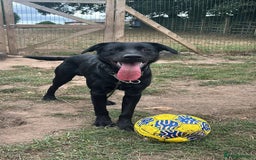 Labrador Retriever dogs for adoption: Ben   - Image 7