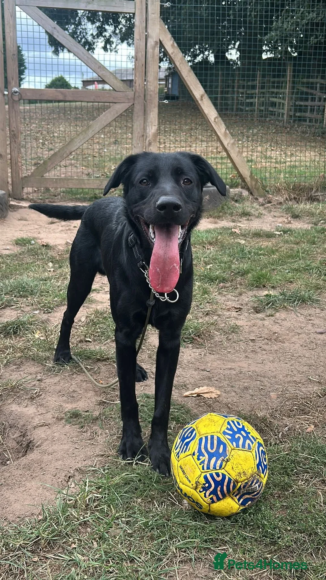 Labrador Retriever dogs for adoption: Ben   - Advert 7