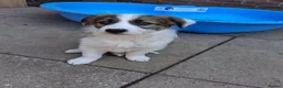 Border Collie dogs for sale: A beautiful male pup, border collie  - Advert 5
