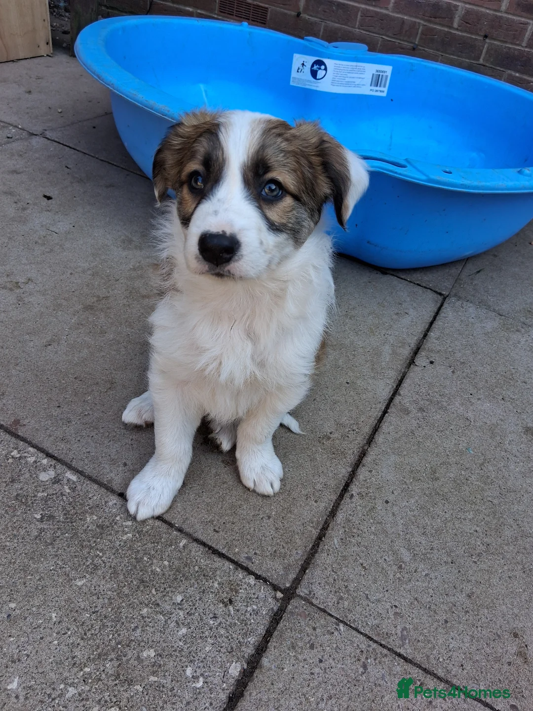 Border Collie dogs for sale: A beautiful male pup, border collie  - Advert 5