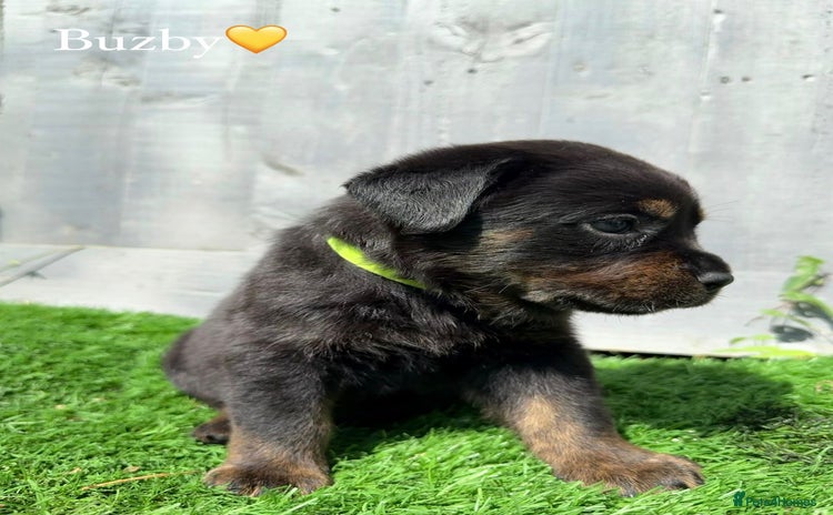 Mixed Breed dogs - Advert 5