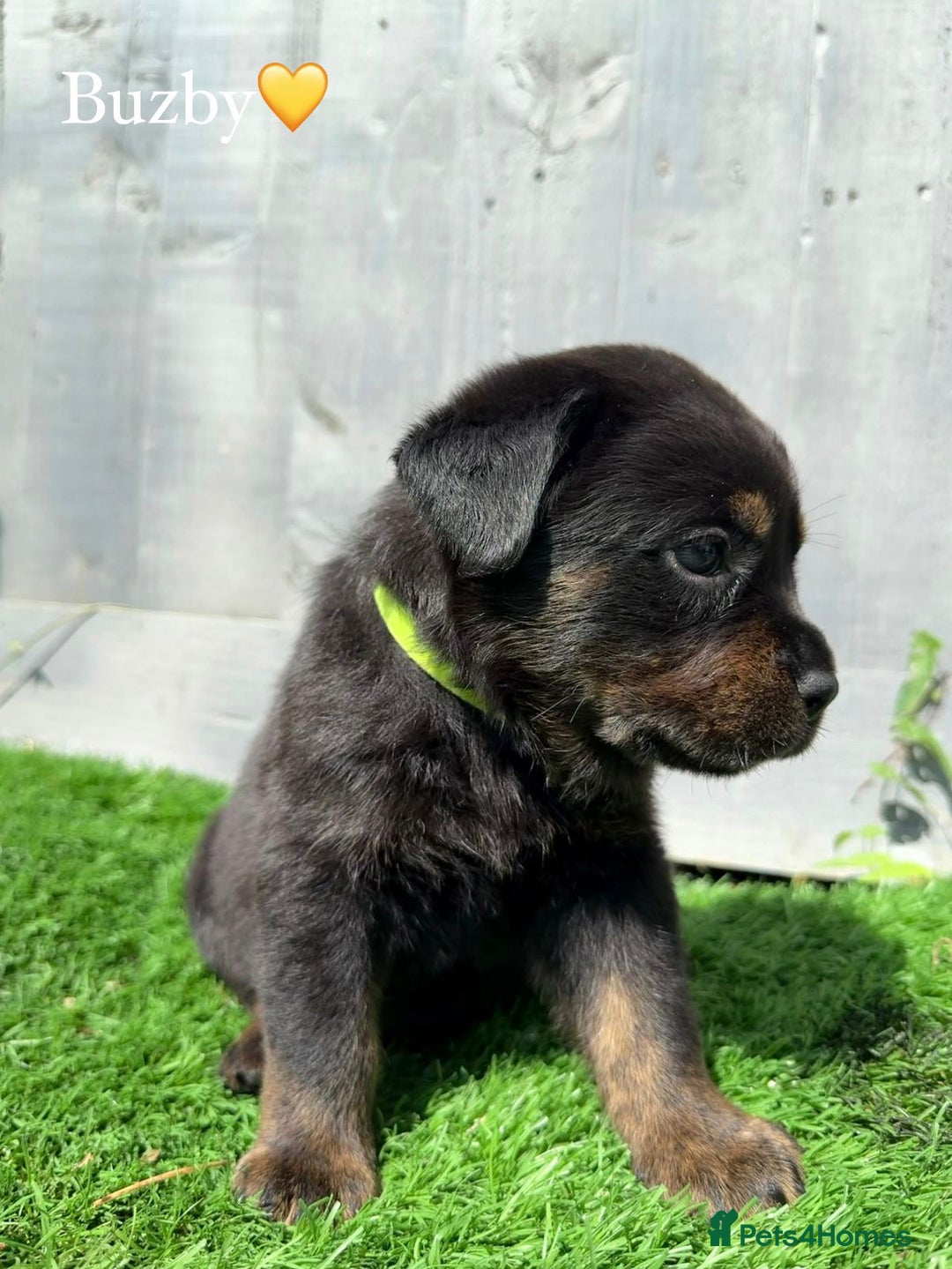 Mixed Breed dogs for sale: Gorgeous st weilers  - Image 1