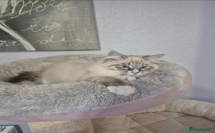 Siberian cats - Advert 2