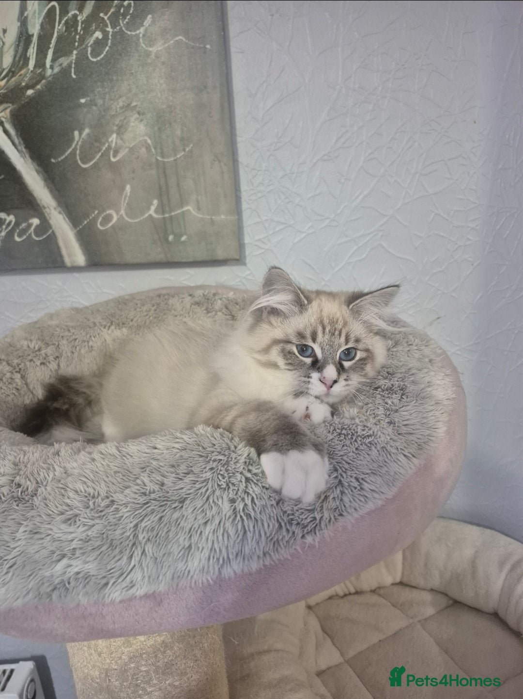 Siberian cats for sale: Pedigree boy  available  - Image 1