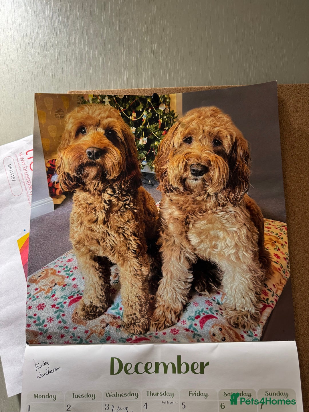 Cockapoo dogs for sale: Cockapoo Litter Due 25th January  - Advert 31