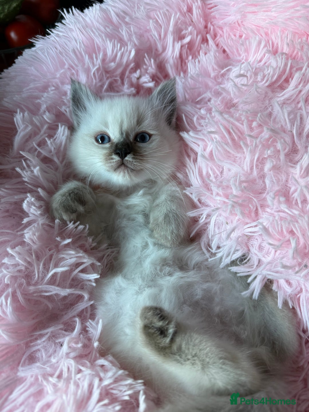 Ragdoll cats for sale: GCCF registered Ragdoll kittens - Image 16
