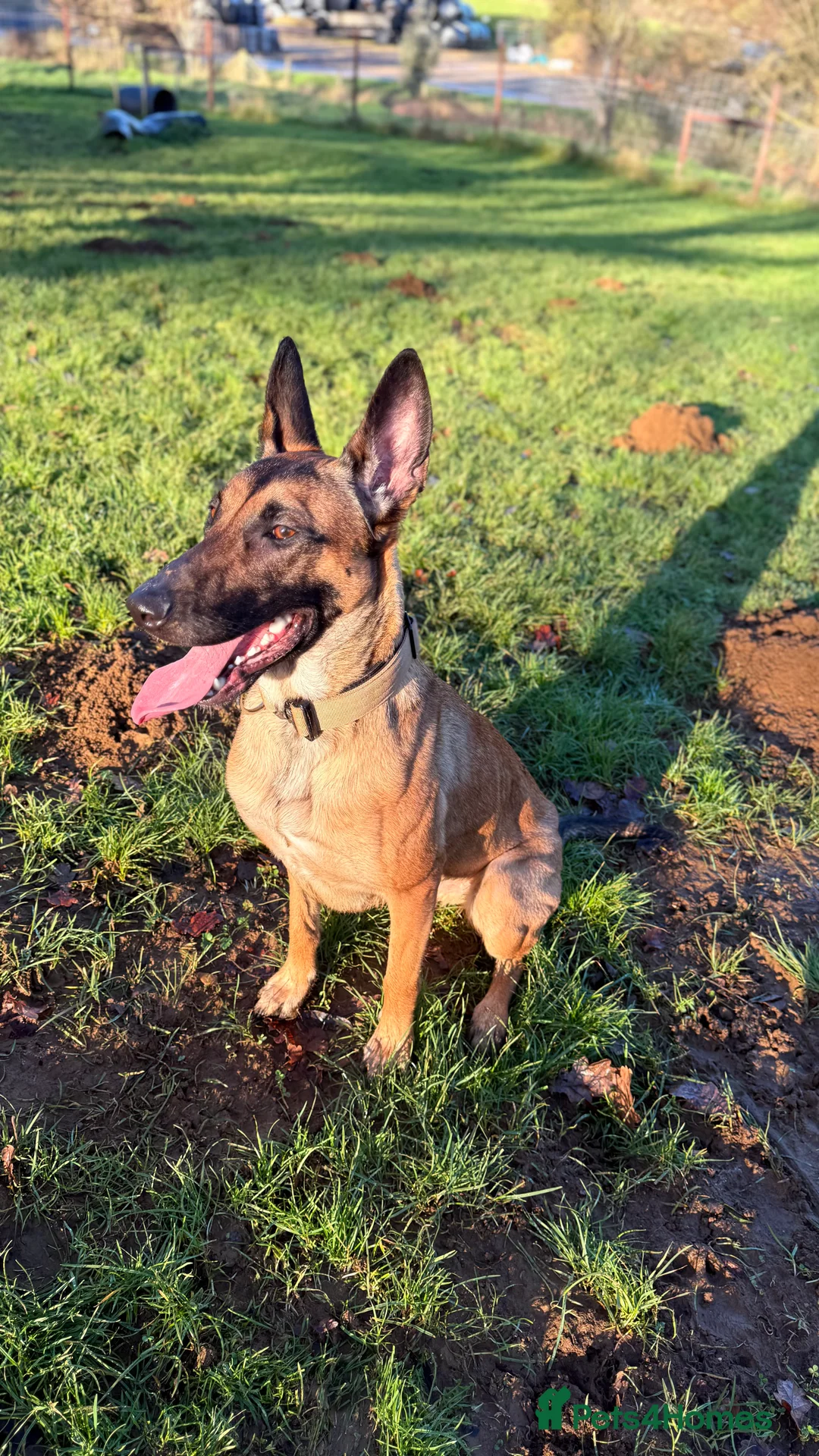 Mixed Breed dogs for sale: Incredible Belgian MalinoisxGerman shepherd pups - Advert 13