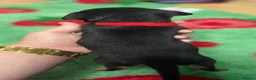 Jack Russell dogs for sale: Jack Russell’s - Advert 4