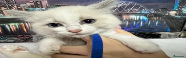Boy Kitten 1