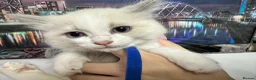 Ragdoll cats for sale: Gorgeous Ragdoll kittens - Advert 13