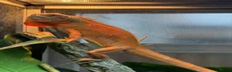 Iguana reptiles for sale: Iguana T Abino  - Advert 2