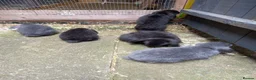 Mini Lop rabbits for sale: Mini lop/plush lop babies - Advert 10