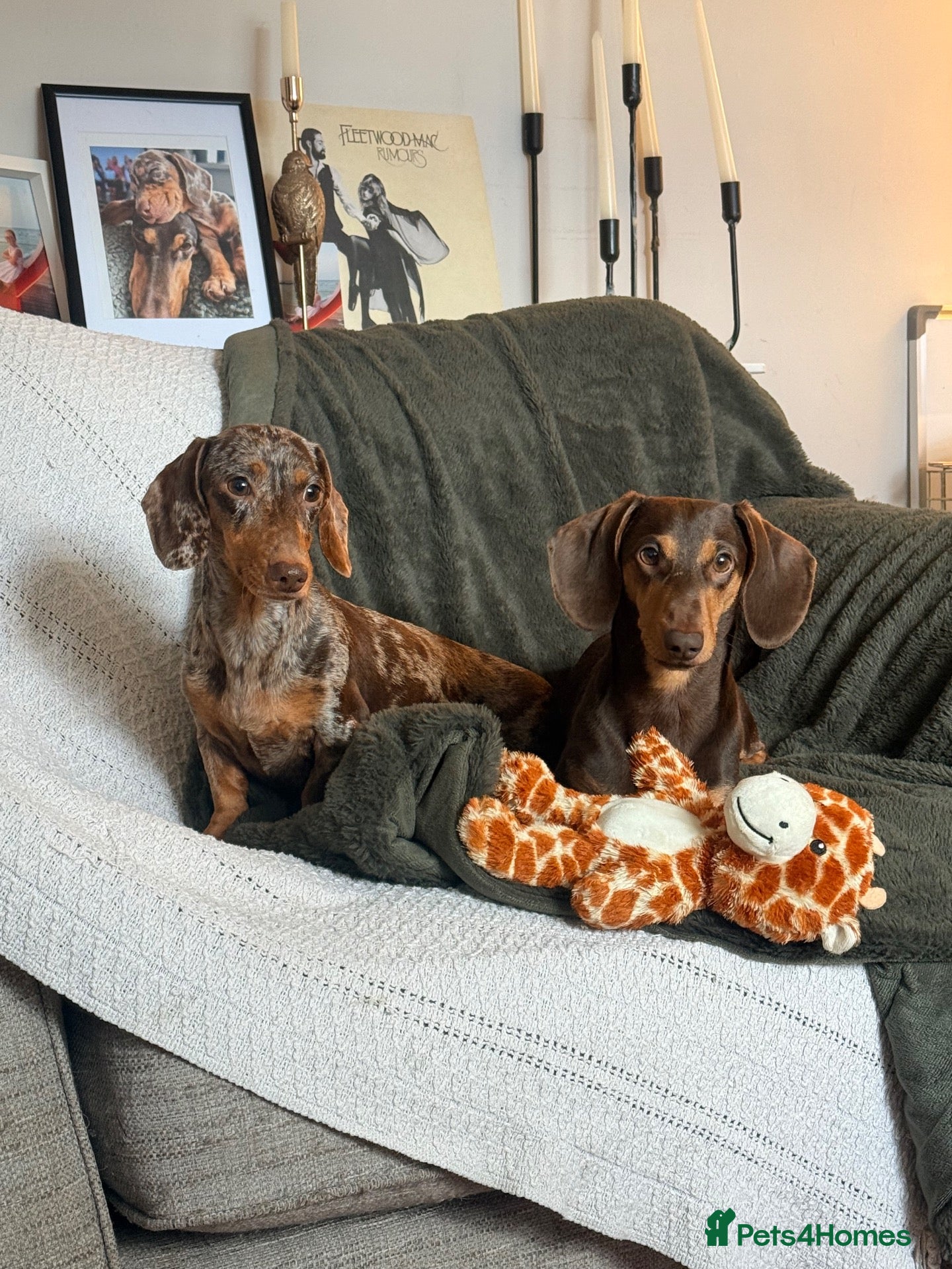 Miniature Dachshund dogs Stunning mini Dachshund boys for new homes 💙 - Advert 1