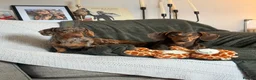 Miniature Dachshund dogs for sale: Stunning mini Dachshund boys for new homes 💙 - Advert 3