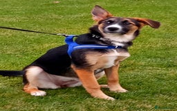 Mixed Breed dogs for adoption: ❤️🐶Busia- 6(7) month lower-medium girl ❤️🐶 - Advert 11