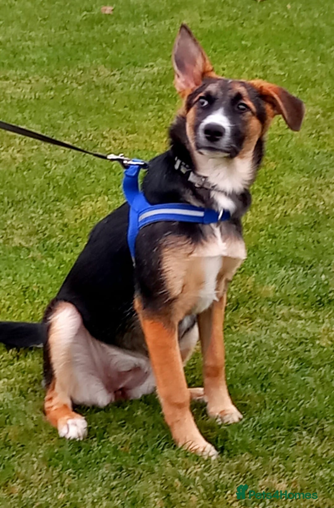 Mixed Breed dogs for adoption: ❤️🐶Busia- 6(7) month lower-medium girl ❤️🐶 - Advert 11