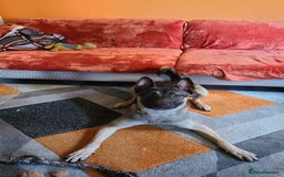 Belgian Shepherd Dog dogs for sale: 8 month old Belgian Malinois  - Image 1