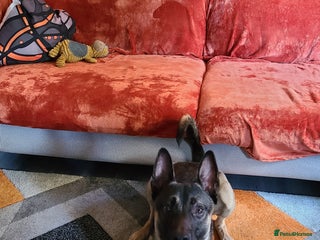 Belgian Shepherd Dog dogs - Advert 2