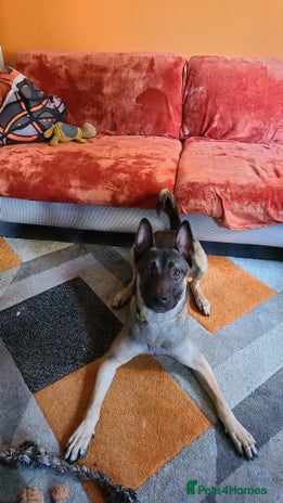 Belgian Shepherd Dog dogs - Advert 2