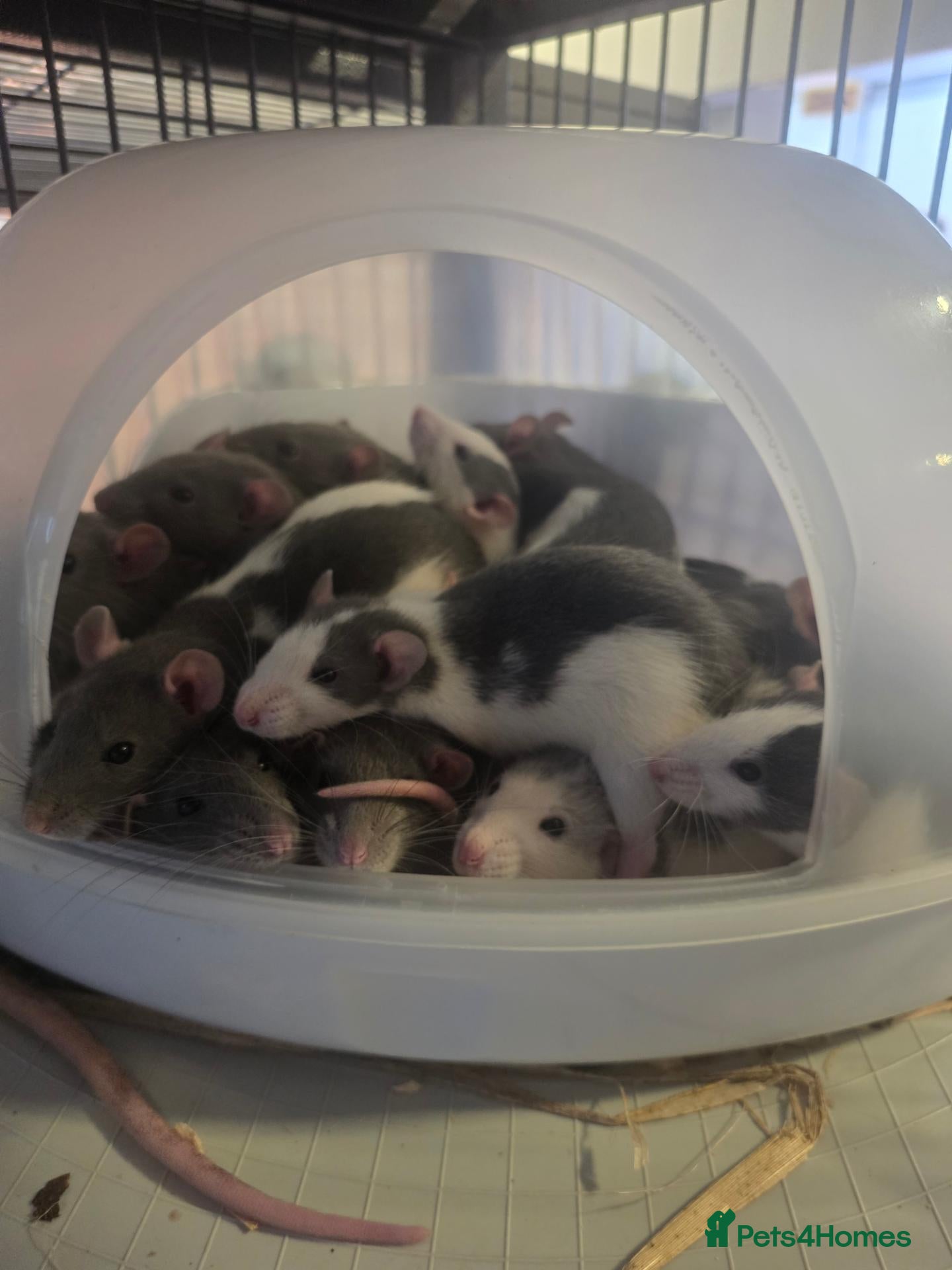 Rat rodents for sale: Baby rats, well handled - Advert 8