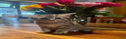 Russian Blue cats for sale: Adorable Kittens Looking for Their Forever Homes in Dereham - Advert 5