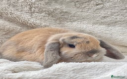 Mini Lop rabbits for sale: 2 Mini Lop + Large Hutch Ready for 5 star Family  - Image 10