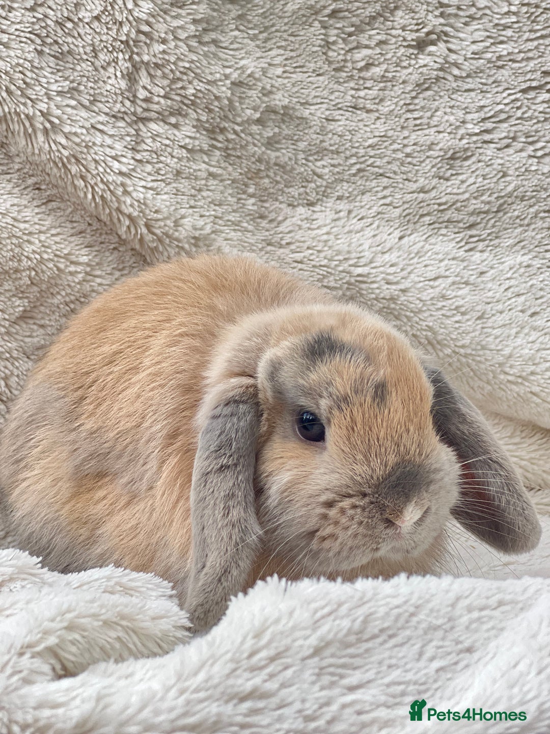 Mini Lop rabbits for sale: 2 Mini Lop + Large Hutch Ready for 5 star Family  - Image 10