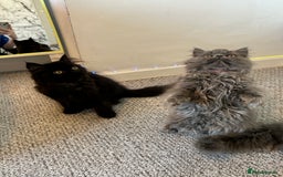 Persian cats for sale: Persian kittnes for sale London  - Advert 11