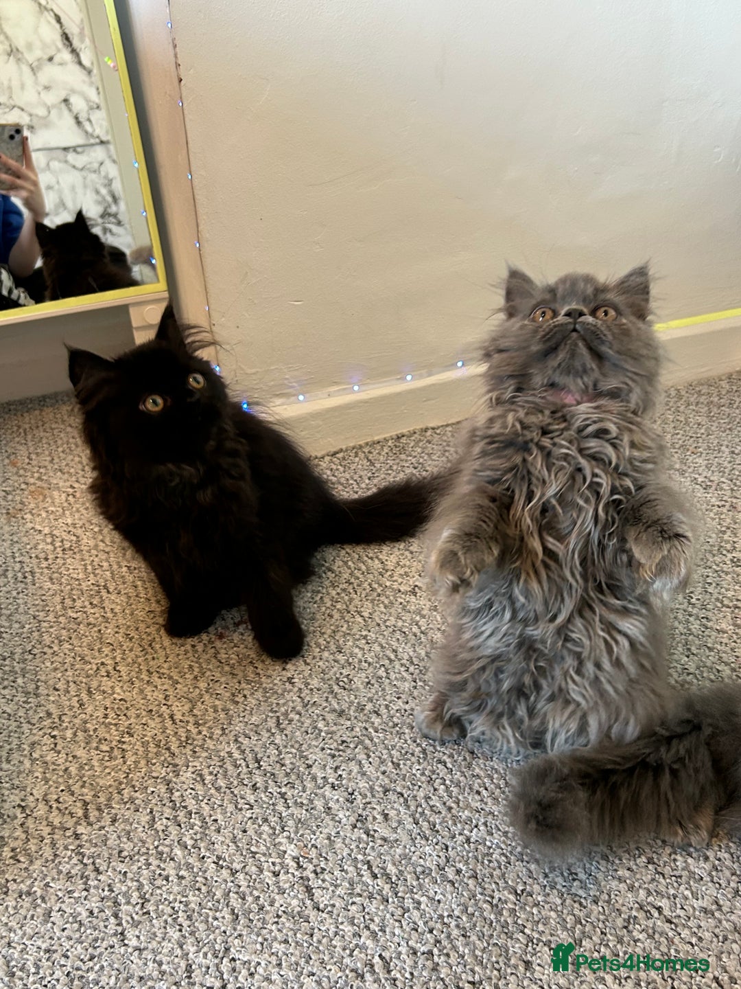 Persian cats for sale: Persian kittnes for sale London  - Advert 11